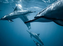 华体会体育登录入口：开启安全合规的体育娱乐新纪元